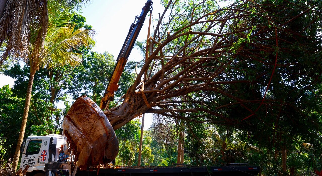 Condomínio em Aparecida de Goiânia recebe o transplante de uma figueira de 8 metros e 25 anos Geral