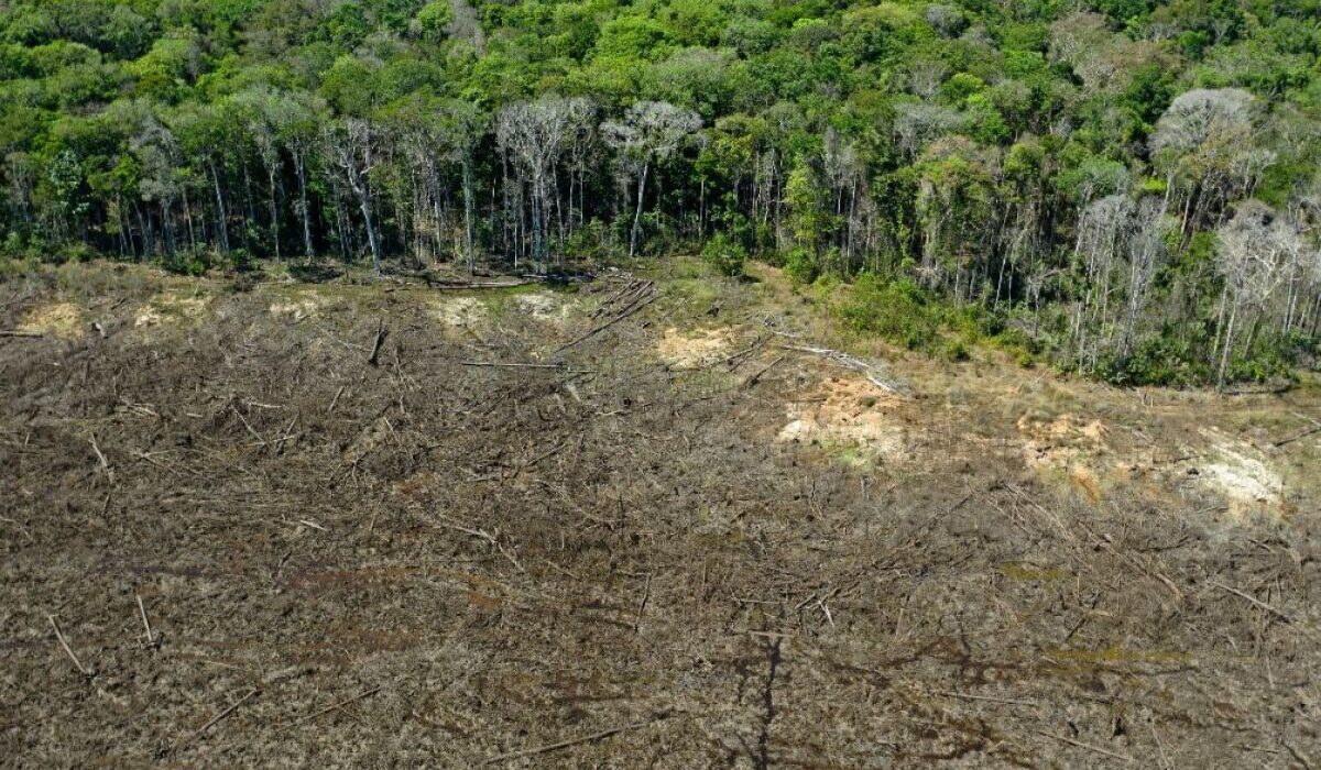 Tendências Ambientais no Brasil: Desmatamento na Amazônia Diminui pela Metade, enquanto o Cerrado Registra Aumento Expressivo Geral