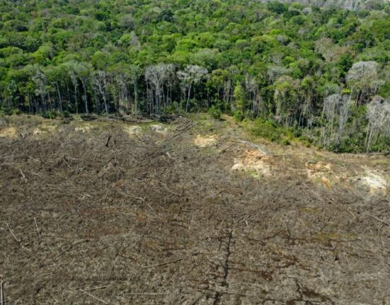Tendências Ambientais no Brasil: Desmatamento na Amazônia Diminui pela Metade, enquanto o Cerrado Registra Aumento Expressivo Eventos