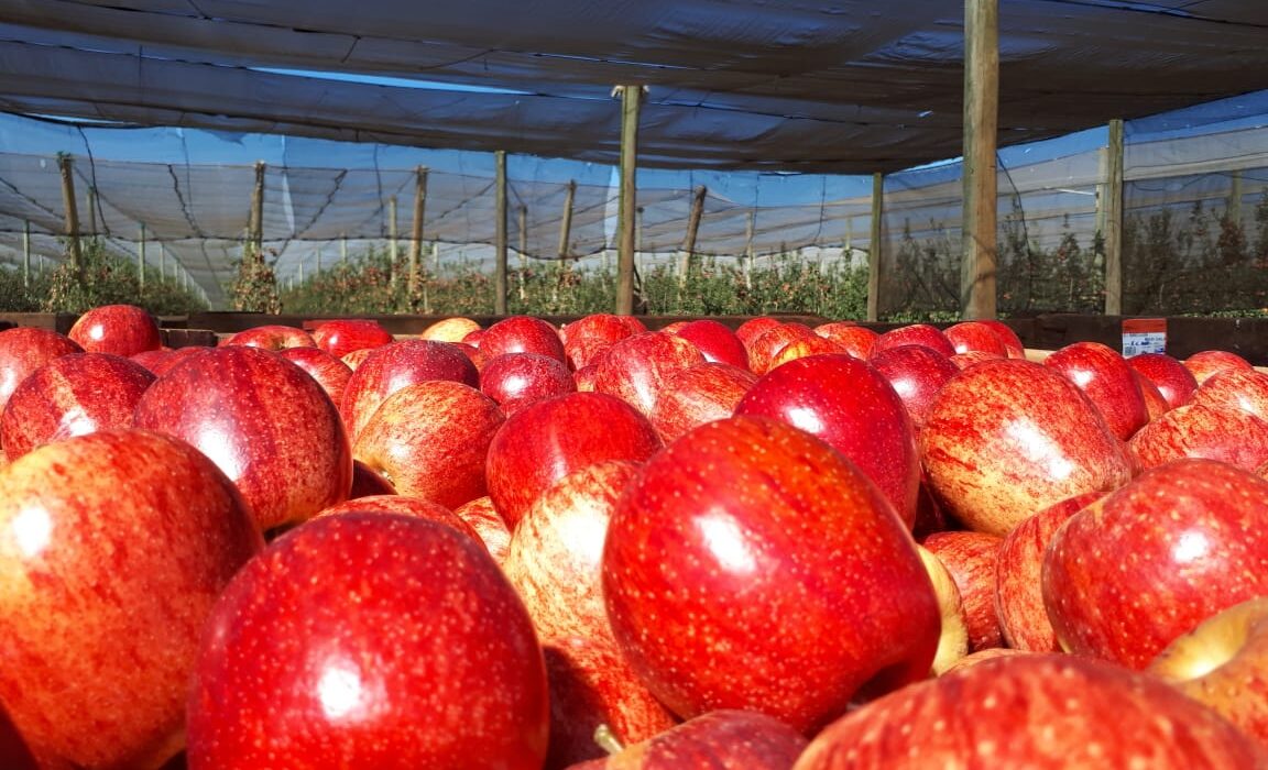 RASIP abre mercado de exportação de maçãs para Emirados Árabes e Singapura agro