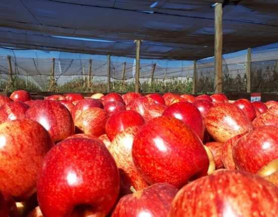 RASIP abre mercado de exportação de maçãs para Emirados Árabes e Singapura Geral