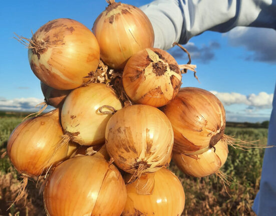 Cebolas híbridas são alternativas sustentáveis e rentáveis aos agricultores do segmento Geral