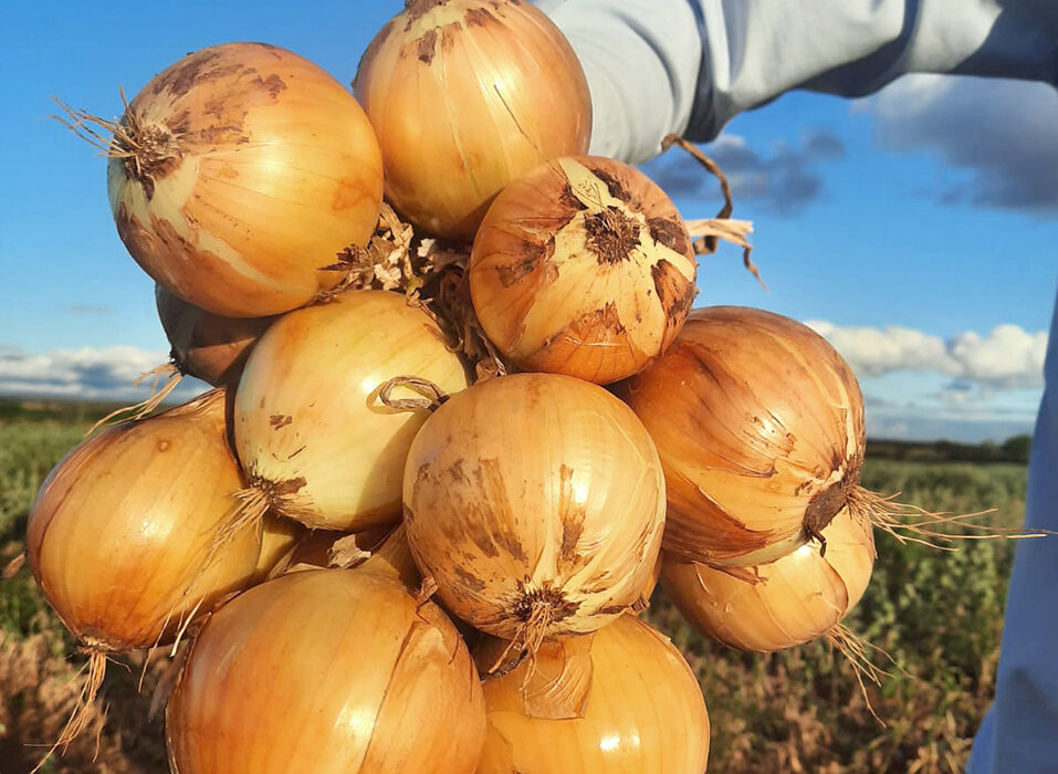 Cebolas híbridas são alternativas sustentáveis e rentáveis aos agricultores do segmento agro
