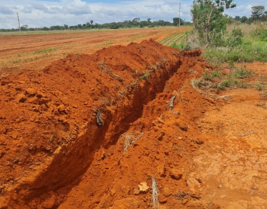 Justiça suspende destruição de lavoura de feijão no Jardim Botânico Celebridades