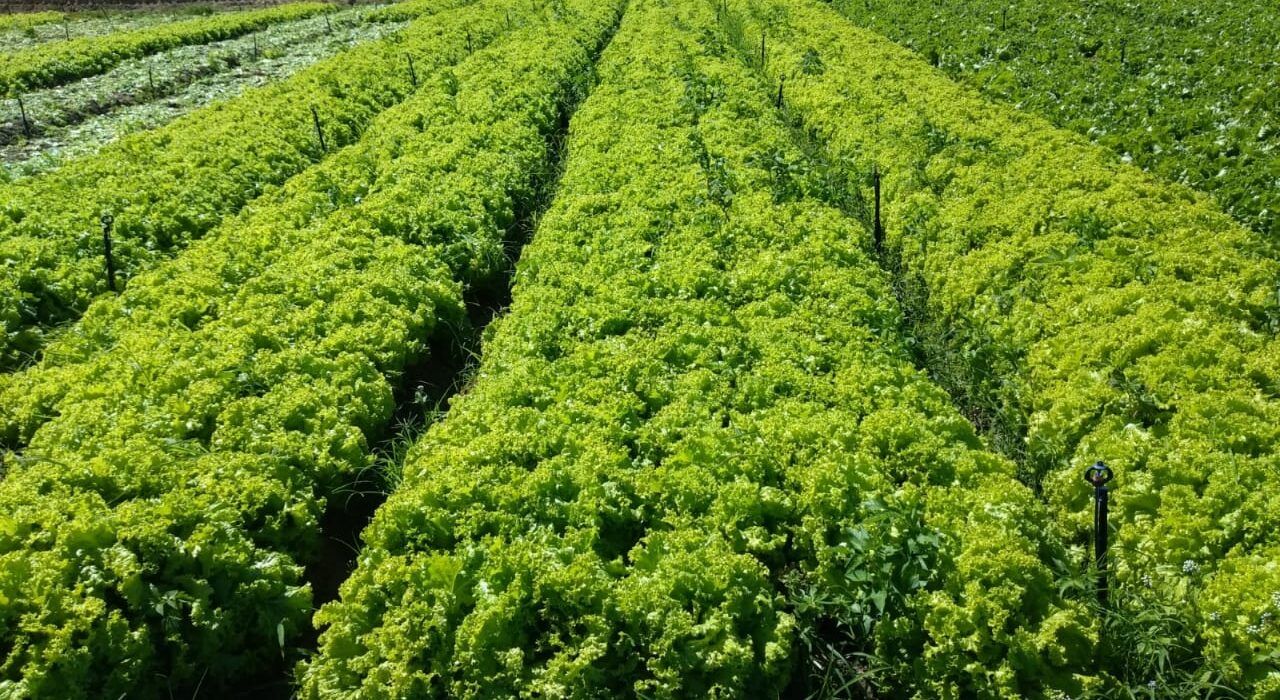 Tecnologia no desenvolvimento de sementes de alface confere versatilidade ao cultivo da hortaliça agro