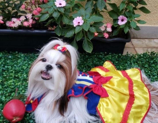 Roupas temáticas para pets prometem fazer sucesso neste Carnaval Carnaval