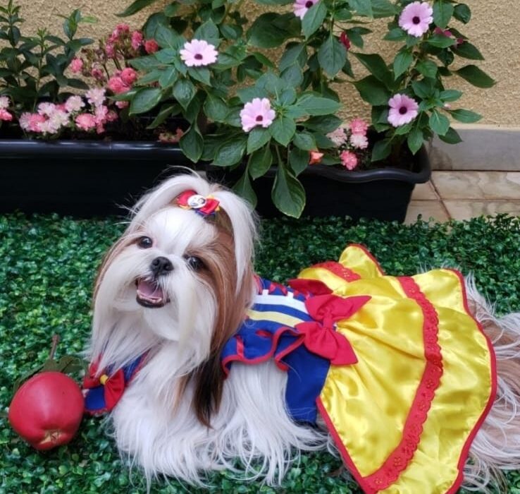 Roupas temáticas para pets prometem fazer sucesso neste Carnaval Geral