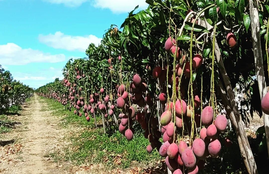 Potencial da agricultura brasileira desperta interesse e gera oportunidades aos indianos agro