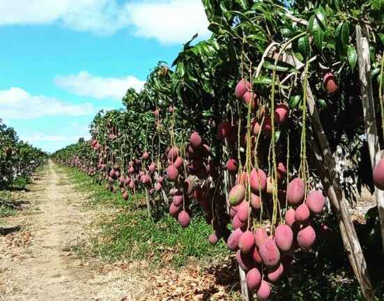 Potencial da agricultura brasileira desperta interesse e gera oportunidades aos indianos agro