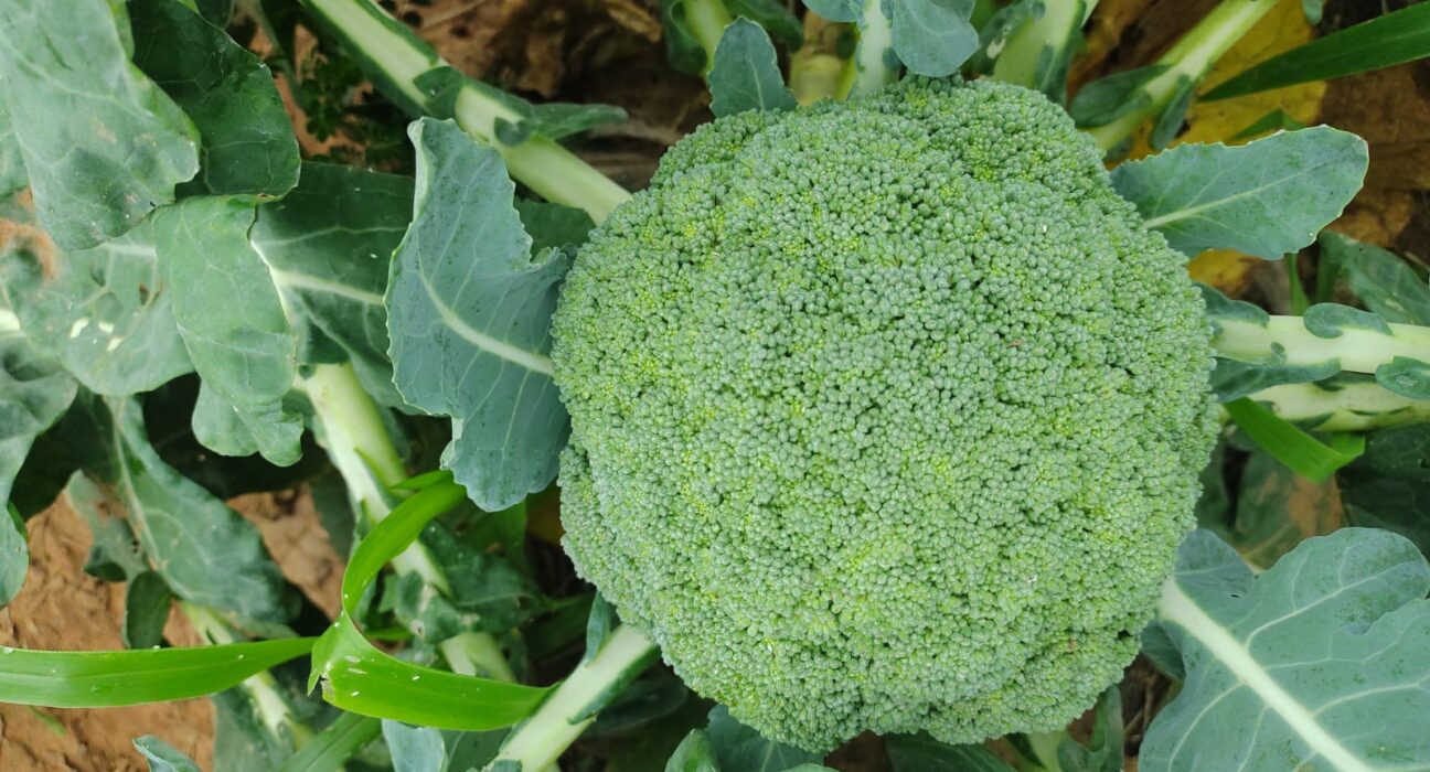 Como as cultivares híbridas ajudaram o Brasil a ser o maior produtor de brócolis da América do Sul agro