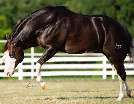 Monte Sião Haras adquire "Inferno 66", um dos melhores garanhões do mundo gestão empresarial