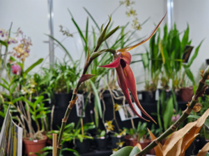 9ª edição da FestFlor Brasil será realizada de 5 a 8 de dezembro em Brasília Eventos