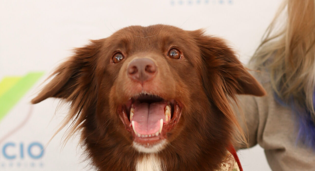 Feira de Adoção no Venâncio Shopping Eventos