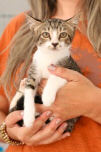 Venâncio Shopping recebe última feira de adoção do ano Eventos