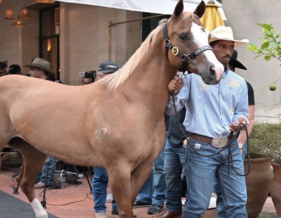 Histórico: Monte Sião Haras apresentou as melhores matrizes genéticas do mundo em SP empreendedores
