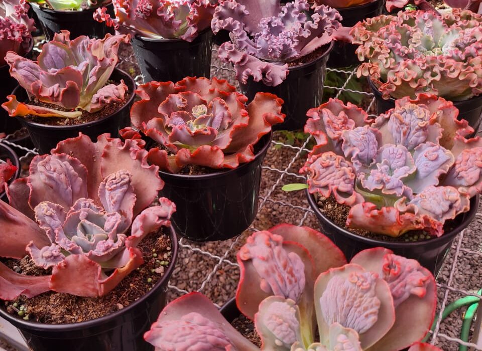 Shopping em Goiânia recebe bloquinho do bazar Estação das Plantas Eventos