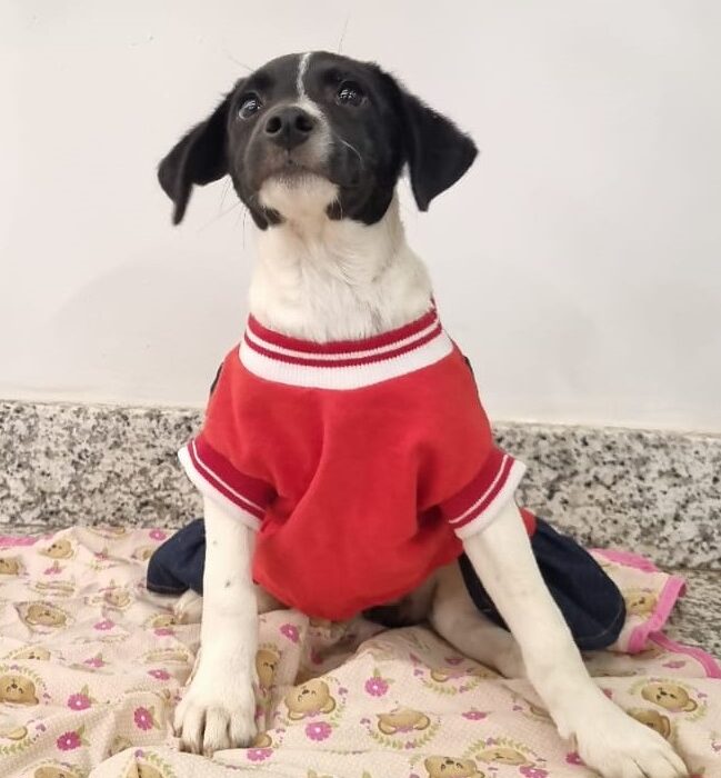 Evento de Adoção e Vacinação Pet movimenta o Venâncio Shopping neste sábado Eventos