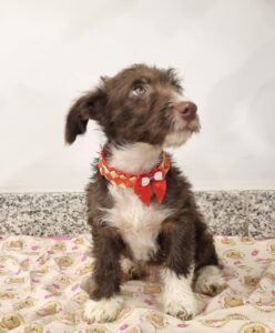 Evento de Adoção e Vacinação Pet movimenta o Venâncio Shopping neste sábado Eventos