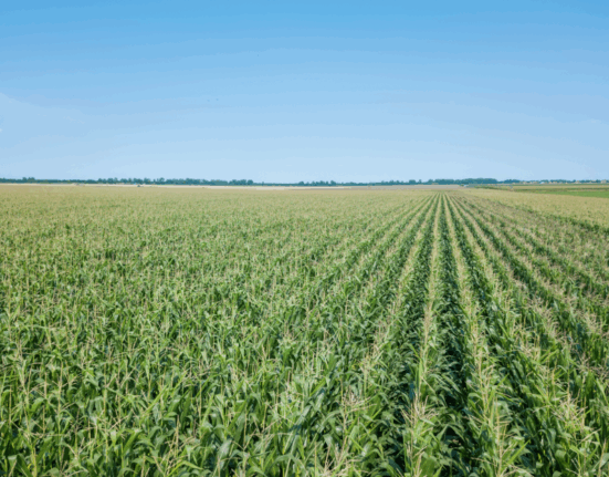 Área tratada por defensivos agrícolas cresce 1,8% no primeiro trimestre de 2025 no Brasil agro