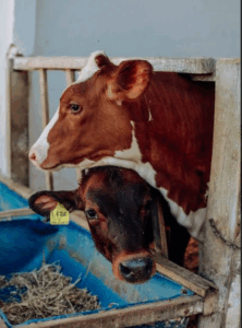 Você já ouviu falar em leite A2A2? Descubra como esse tipo de leite pode trazer mais qualidade e saúde para sua alimentação agro