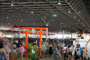 Festival do Japão celebra cultura nipônica em Brasília Eventos