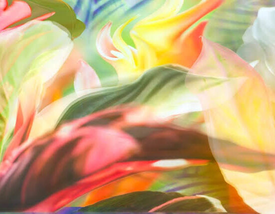 Elisa Stecca e Willy Biondani fazem poética da natureza no MIS Rio de janeiro