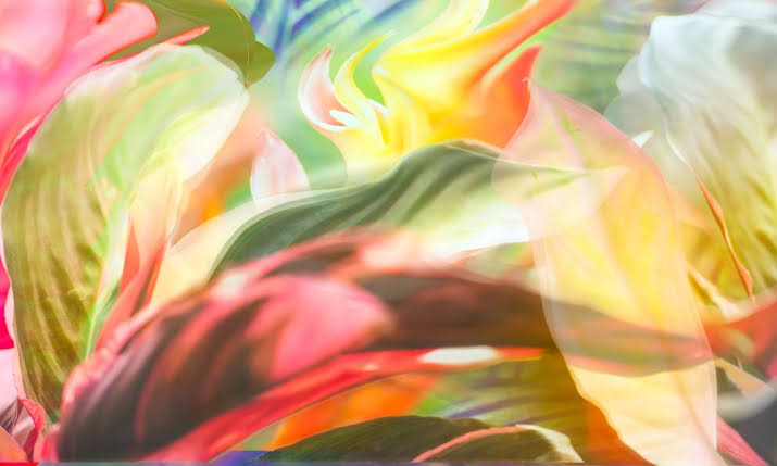 Elisa Stecca e Willy Biondani fazem poética da natureza no MIS Exposição