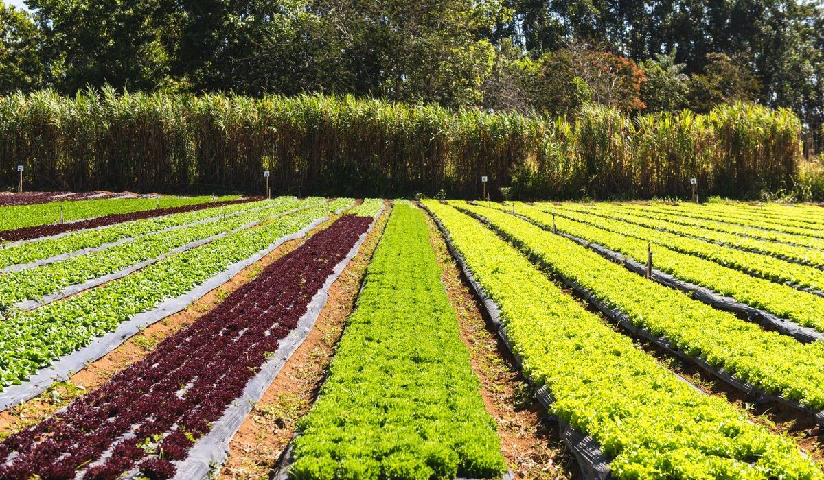 Rede de agricultores orgânicos impulsiona sustentabilidade no DF agro