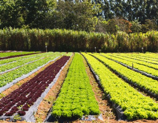 Rede de agricultores orgânicos impulsiona sustentabilidade no DF Rio de janeiro