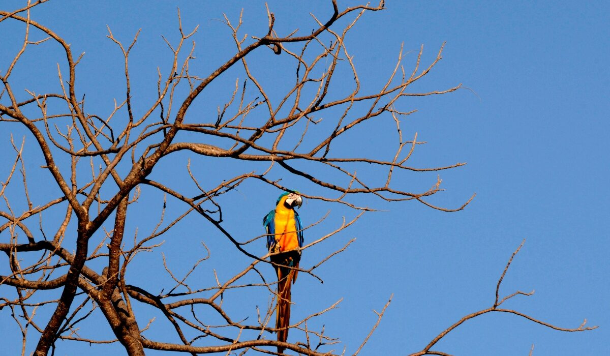Boulevard Shopping Brasília celebra o Dia Mundial da Fotografia com imagens de Zuleika de Souza sobre o Cerrado Exposição