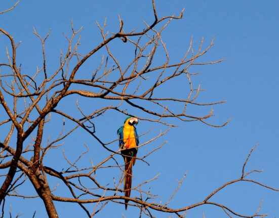 Boulevard Shopping Brasília celebra o Dia Mundial da Fotografia com imagens de Zuleika de Souza sobre o Cerrado Gastronomia
