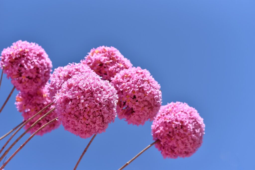 Boulevard Shopping Brasília celebra o Dia Mundial da Fotografia com imagens de Zuleika de Souza sobre o Cerrado Diversão