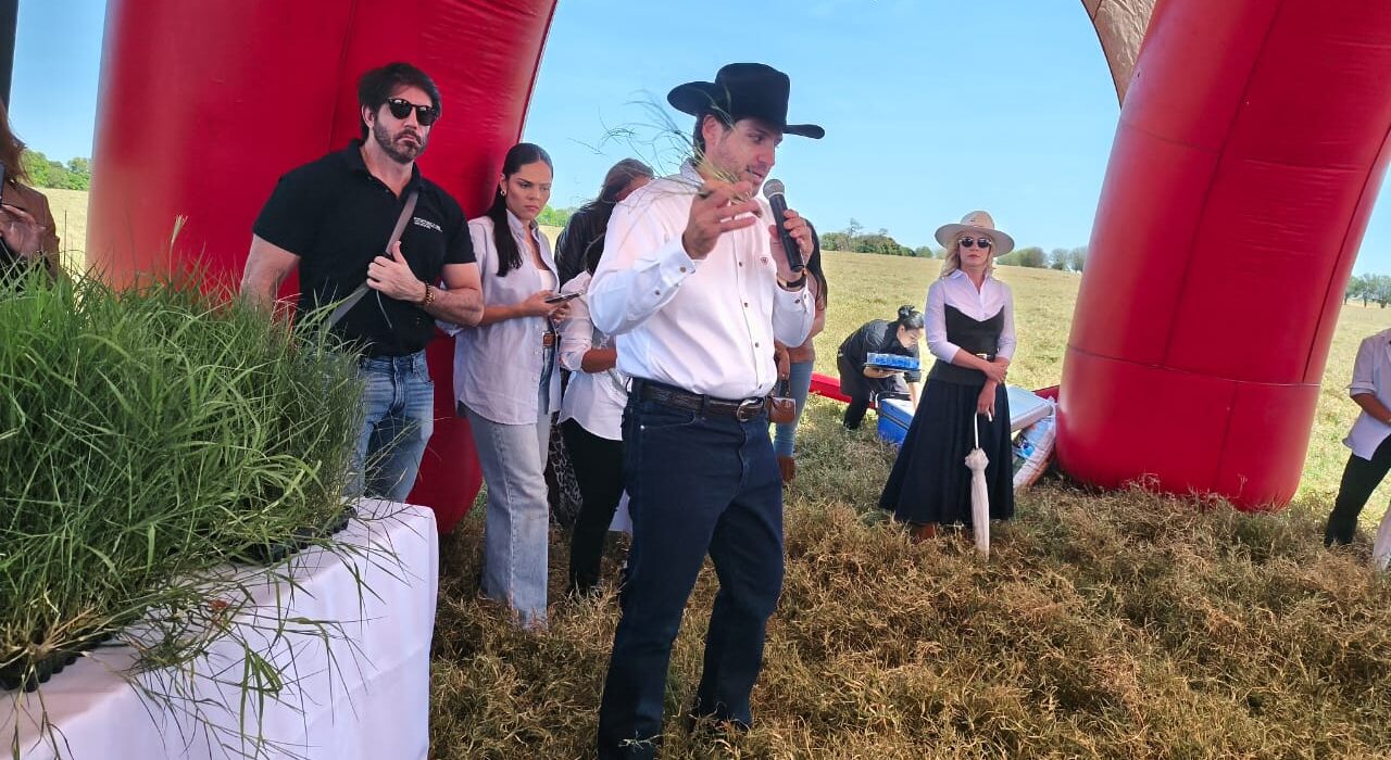 Mulheres pecuaristas participam de dia de campo para conhecer tecnologia de capim plantado por mudas agro