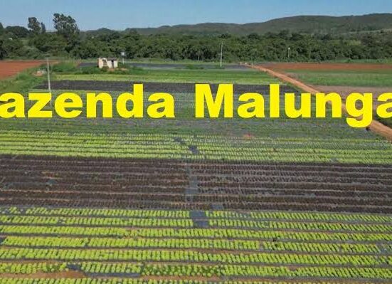 De grupo de estudos da UnB à referência nacional: Fazenda Malunga completa 36 anos e acompanha expansão dos orgânicos agro