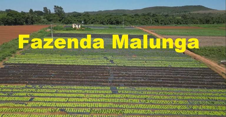 De grupo de estudos da UnB à referência nacional: Fazenda Malunga completa 36 anos e acompanha expansão dos orgânicos agro