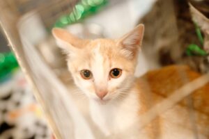 Boulevard Pra Amar une vacinação, adoção e sustentabilidade Notícias