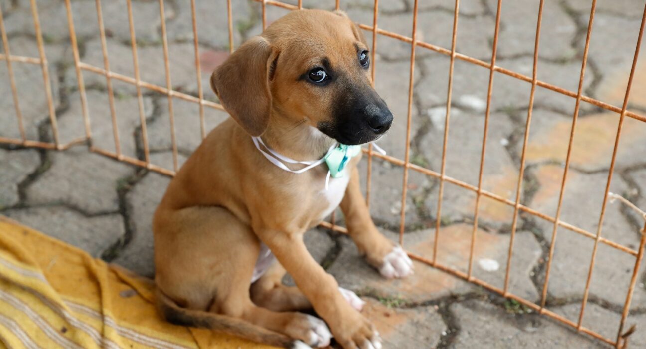 Boulevard Pra Amar une vacinação, adoção e sustentabilidade Notícias