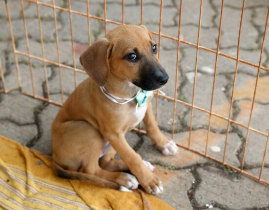 Boulevard Pra Amar une vacinação, adoção e sustentabilidade dança