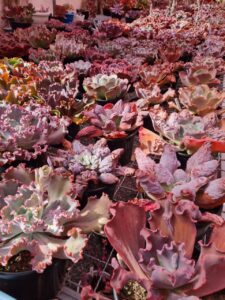 Feira de Plantas lança campanha da jardinagem terapêutica neste setembro amarelo Eventos