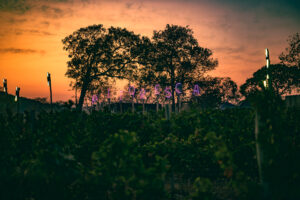 Festa Pitoresca une música eletrônica e vinhos em meio aos vinhedos de Pirenópolis Eventos