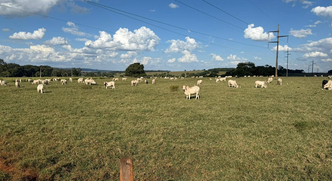 Empresa goiana desenvolve tecnologia para ampliar o uso do capim Tifton 85 no Brasil agro