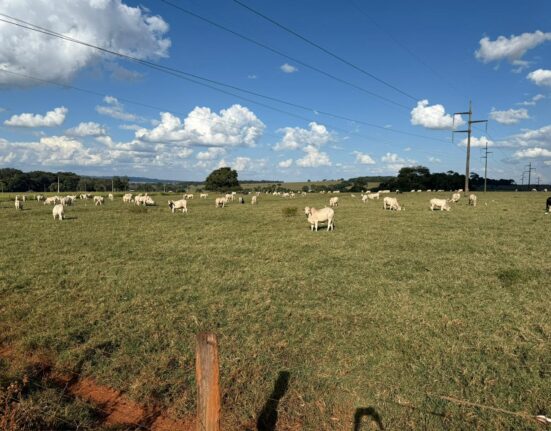 Empresa goiana desenvolve tecnologia para ampliar o uso do capim Tifton 85 no Brasil Rio de janeiro