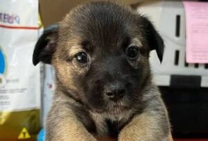 Feira de Adoção Pet anima Jardim Goiás Mall neste sábado Eventos