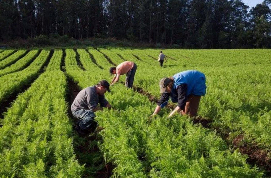 Projeto leva serviços e cidadania a agricultores familiares de São Sebastião-DF agro