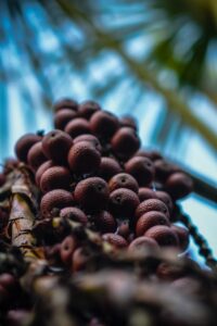 Cerrado Sagrado: exposição fotográfica reverte 100% das vendas para a recuperação do Cerrado Artes