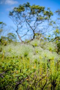 Cerrado Sagrado: exposição fotográfica reverte 100% das vendas para a recuperação do Cerrado Artes