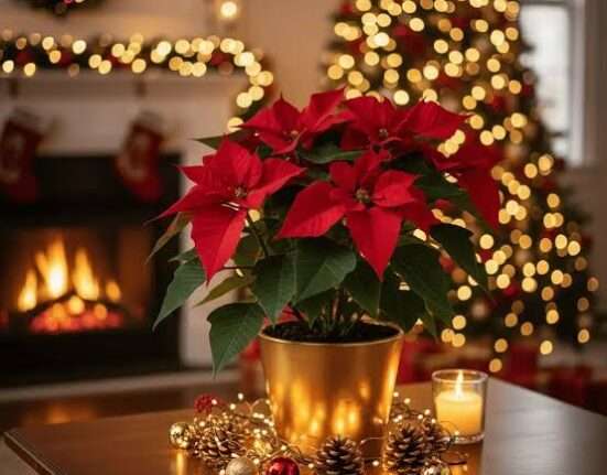 Sweet and Chic Christmas – uma celebração afetiva Rio de janeiro