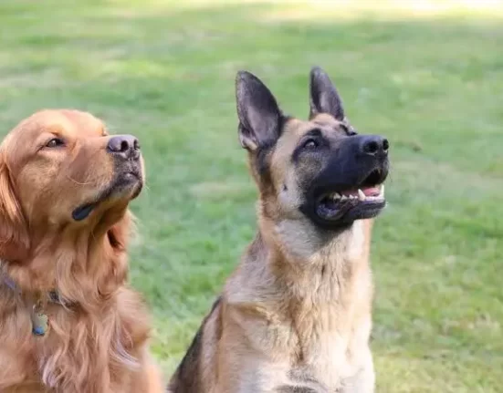 BRB inicia distribuição e pagamento dos créditos dos cartões Ração e Castração Casa