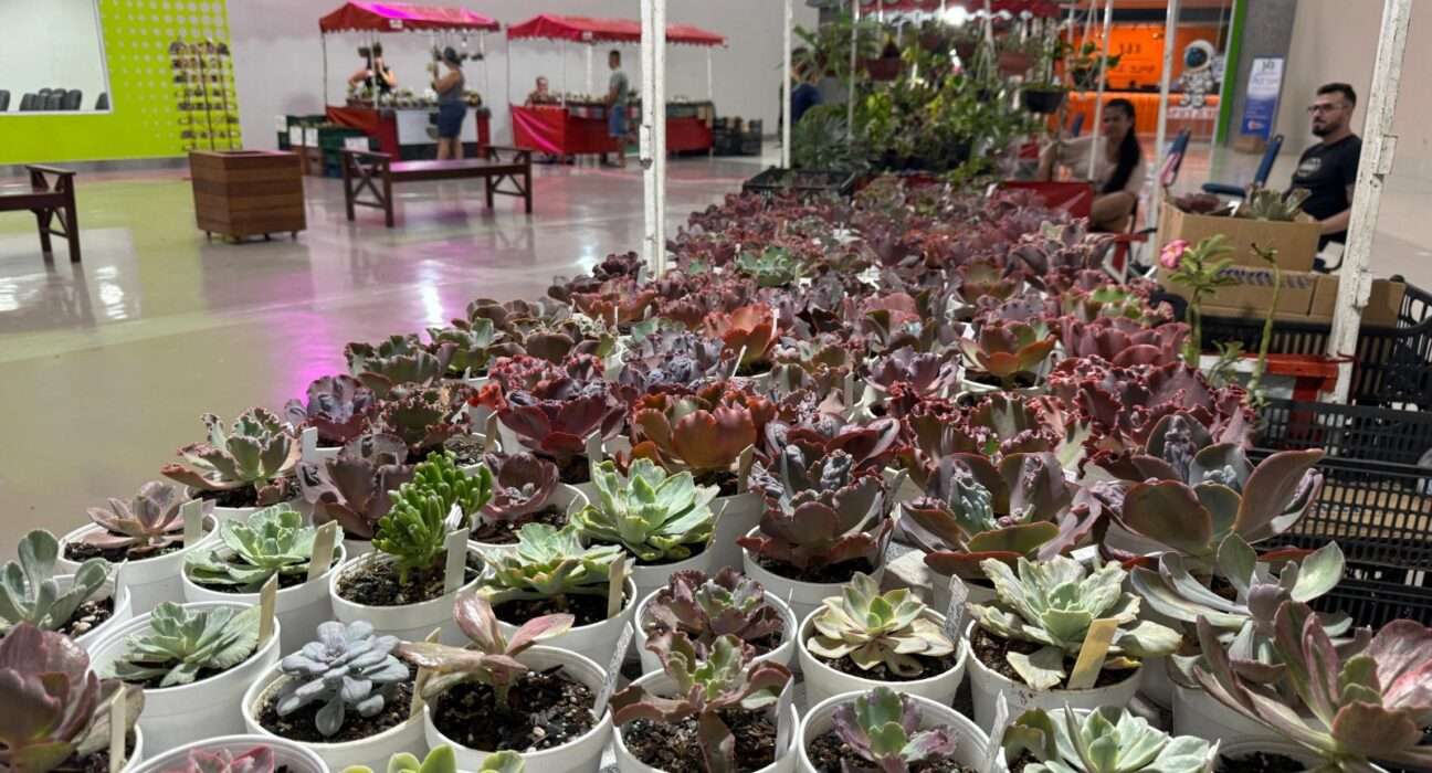 Shopping em Goiânia realiza festival de verão com plantas a partir de R$10 Decoração