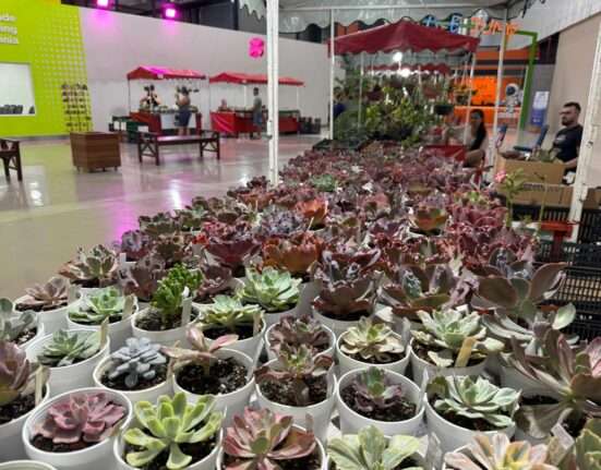 Shopping em Goiânia realiza festival de verão com plantas a partir de R$10 Decoração